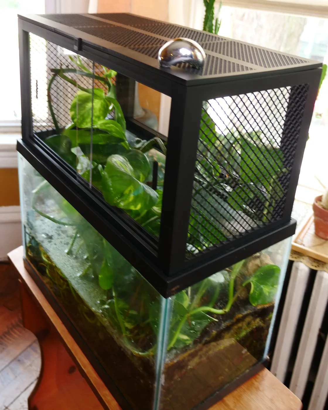 Tank Top 1.0 with a sliding acrylic front door slid open for easy access to the habitat