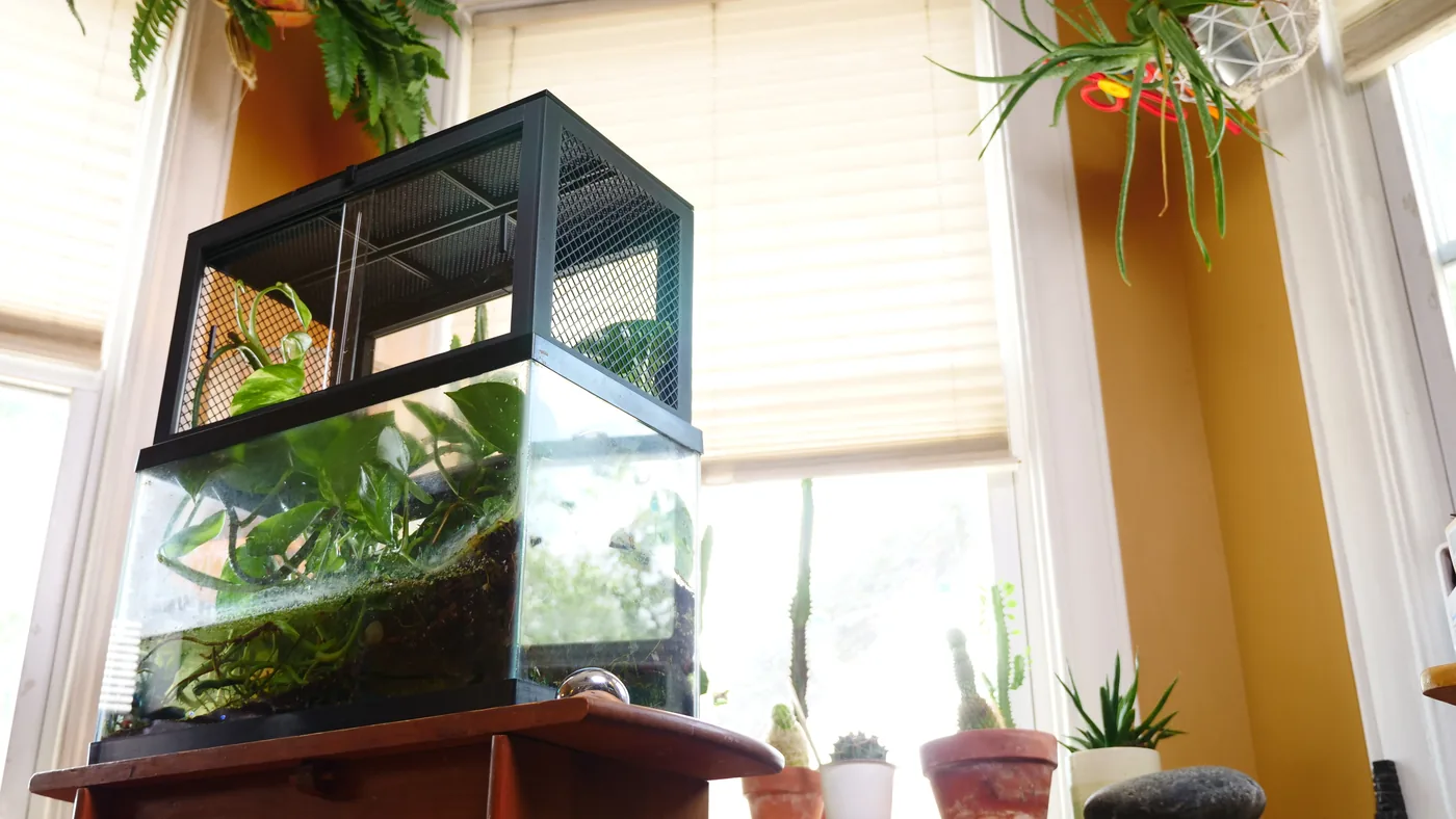 Tank Top 1.0 installed on top of a 10-gallon aquarium beside a window, extending the planted habitat